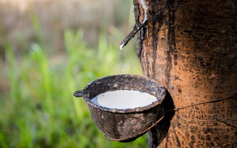 Tiêu chí cốt lõi sàng lọc cổ phiếu cao su chất lượng