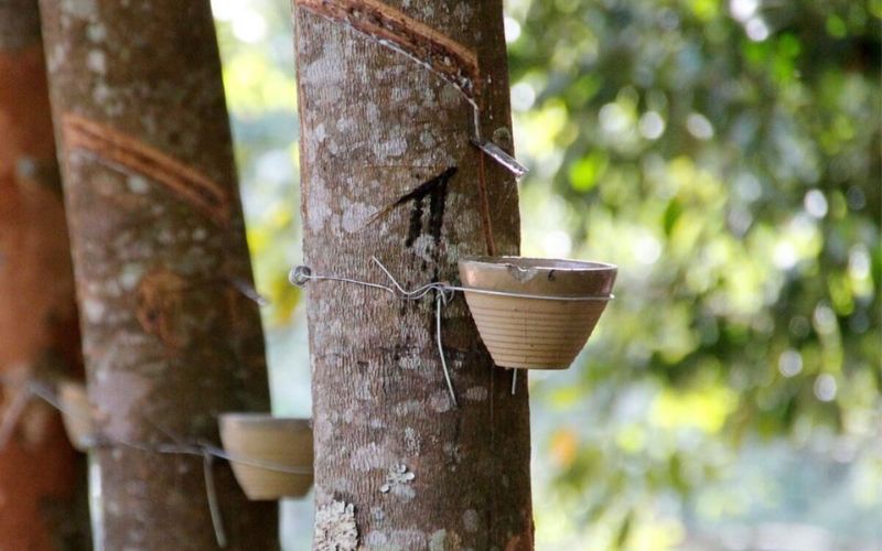 Động lực vĩ mô thúc đẩy ngành cao su bứt phá