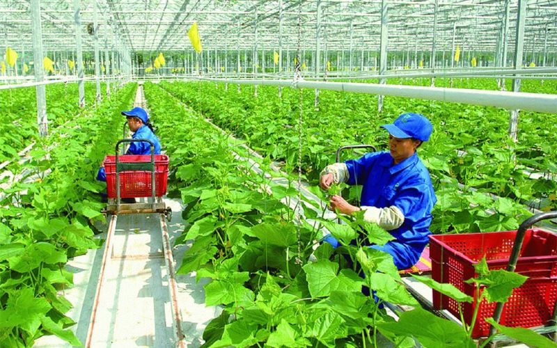 Cổ phiếu ngành nông nghiệp là gì?