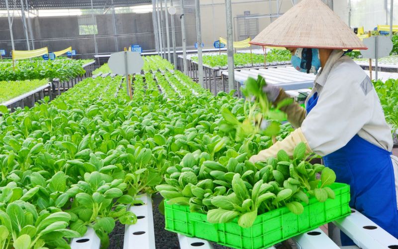 Bức tranh vĩ mô tác động đến cổ phiếu nông nghiệp