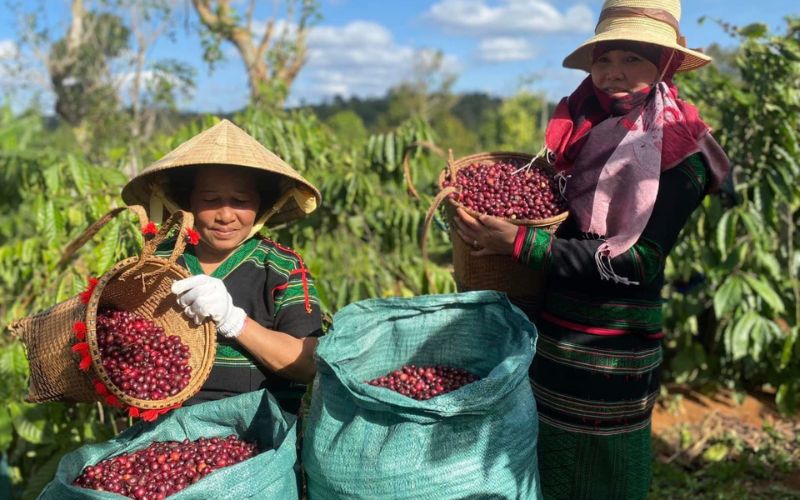 Tiềm năng tăng trưởng và rủi ro mang tính chu kỳ đặc thù