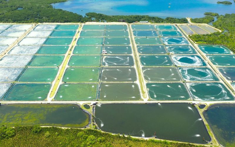 Thuế quan và tỷ giá hối đoái: Đòn bẩy đưa xuất khẩu thủy sản vào chu kỳ phục hồi